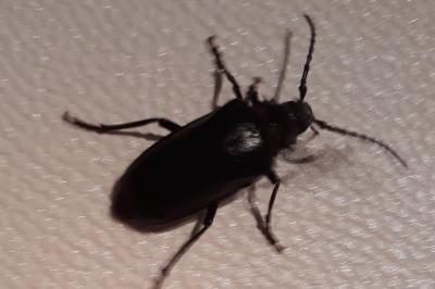 <i>Prionus coriarius</i>