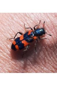 <i>Trichodes alvearius</i>