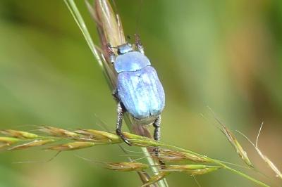 <i>Hoplia coerulea</i>