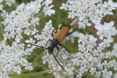<i>Stictoleptura fulva</i>
