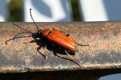 <i>Stictoleptura rubra</i>