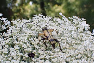 <i>Rutpela maculata</i>