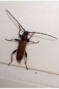 <i>Phymatodes testaceus</i>