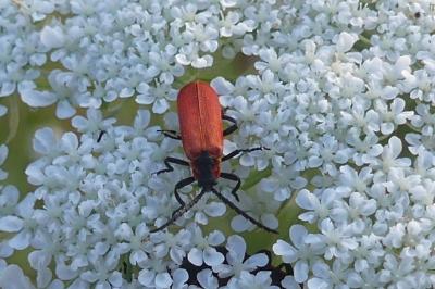 <i>Lygistopterus sanguineus</i>