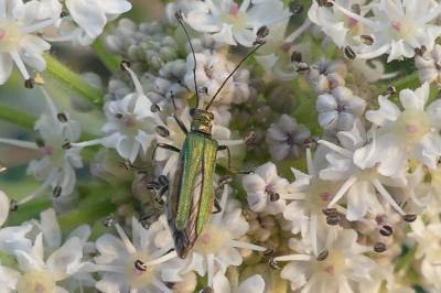<i>Oedemera nobilis</i>