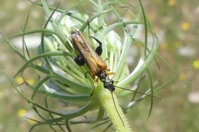 <i>Oedemera podagrariae</i>