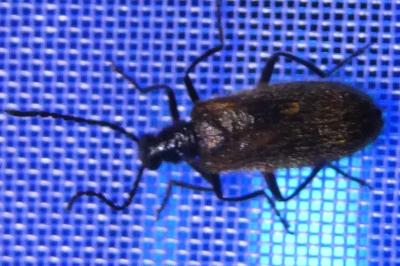 <i>Lagria hirta</i>