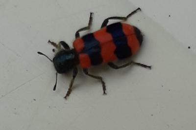 <i>Trichodes apiarius</i>