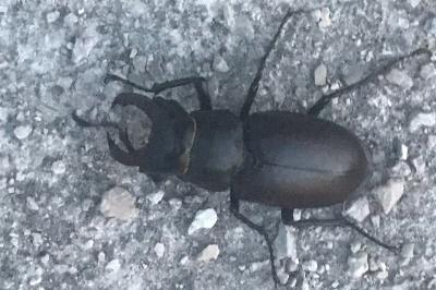 <i>Lucanus cervus</i>