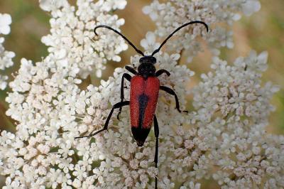 <i>Stictoleptura cordigera</i>