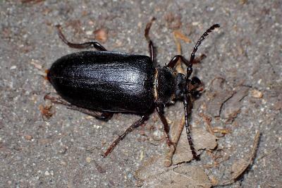<i>Prionus coriarius</i>