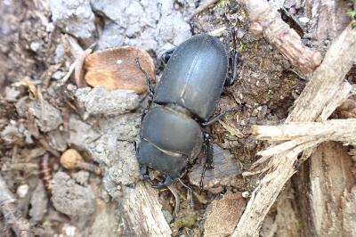 <i>Dorcus parallelipipedus</i>