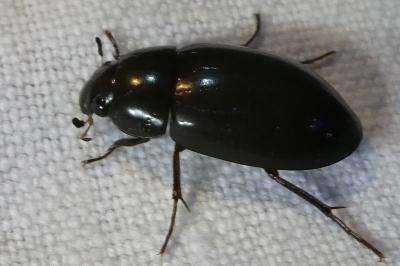 <i>Hydrochara caraboides</i>