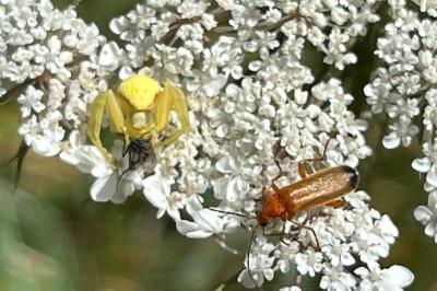 <i>Rhagonycha fulva</i>