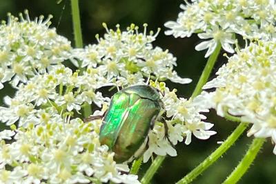 <i>Cetonia aurata</i>