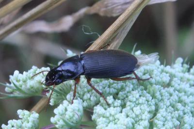 <i>Pseudoophonus rufipes</i>