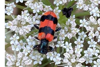 <i>Trichodes apiarius</i>