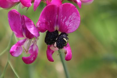 <i>Oxythyrea funesta</i>
