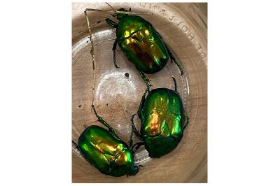<i>Cetonischema speciosissima</i>