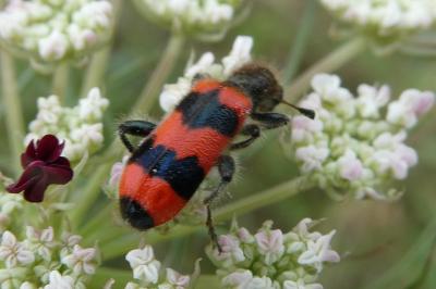 <i>Trichodes apiarius</i>