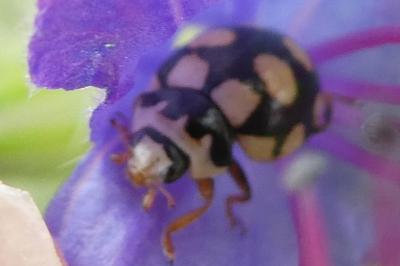 <i>Coccinula quatuordecimpustulata</i>
