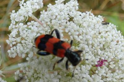 <i>Trichodes apiarius</i>
