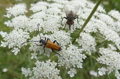 <i>Stictoleptura fulva</i>