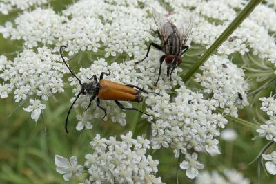 <i>Stictoleptura fulva</i>