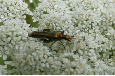 <i>Oedemera nobilis</i>