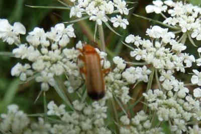 <i>Rhagonycha fulva</i>