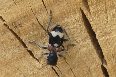 <i>Clerus mutillarius</i>