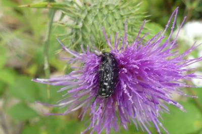 <i>Oxythyrea funesta</i>