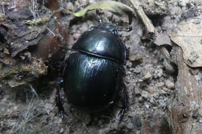 <i>Anoplotrupes stercorosus</i>