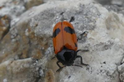 <i>Clytra laeviuscula</i>