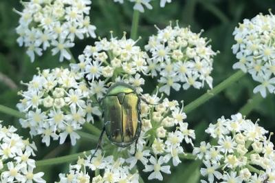 <i>Cetonia aurata</i>