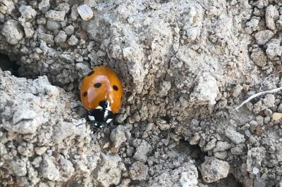 <i>Coccinella septempunctata</i>