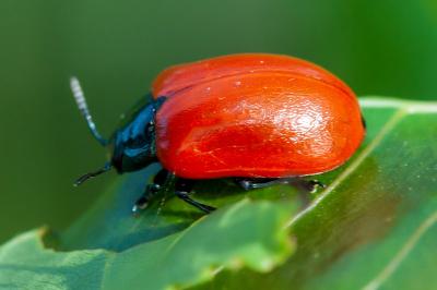 <i>Chrysomela populi</i>