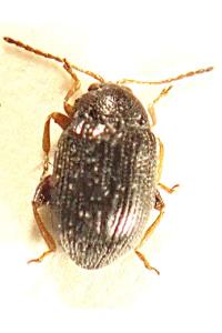 <i>Epitrix pubescens</i>