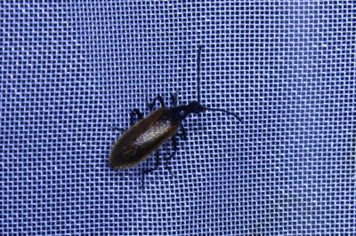 <i>Lagria hirta</i>