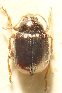 <i>Hippuriphila modeeri</i>