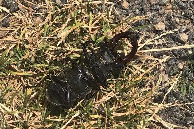 <i>Lucanus cervus</i>