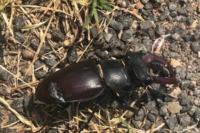 <i>Lucanus cervus</i>