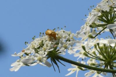 <i>Cteniopus sulphureus</i>
