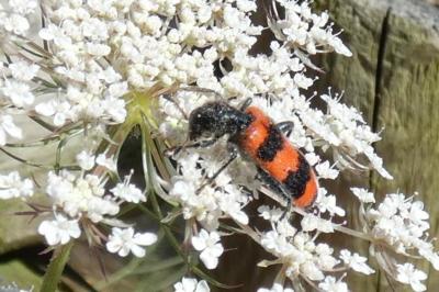 <i>Trichodes apiarius</i>