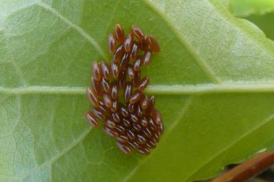 <i>Chrysomela populi</i>