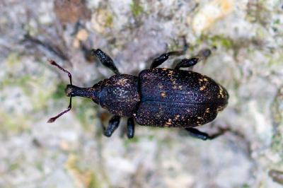 <i>Hylobius abietis</i>