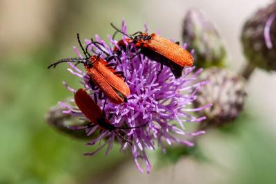 <i>Lygistopterus sanguineus</i>
