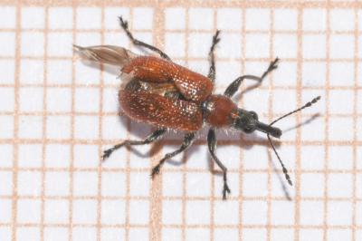 <i>Lasiorhynchites caeruleocephalus</i>