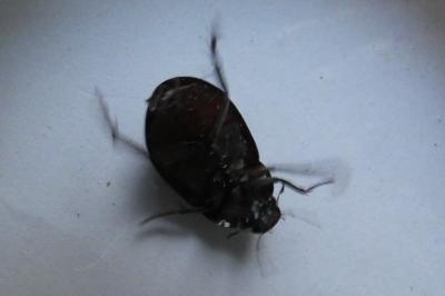 <i>Limnoxenus niger</i>