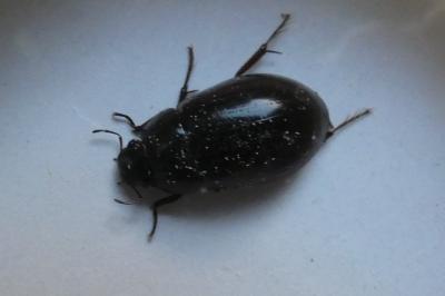 <i>Limnoxenus niger</i>